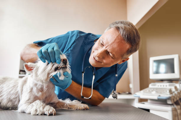 Best Tooth Infection Emergency Dentist  in Garden City South, NY